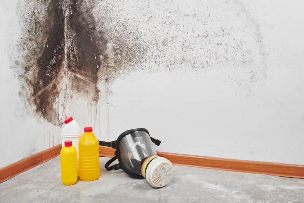 Best Fast Mold Removal  in Feather Sound, FL