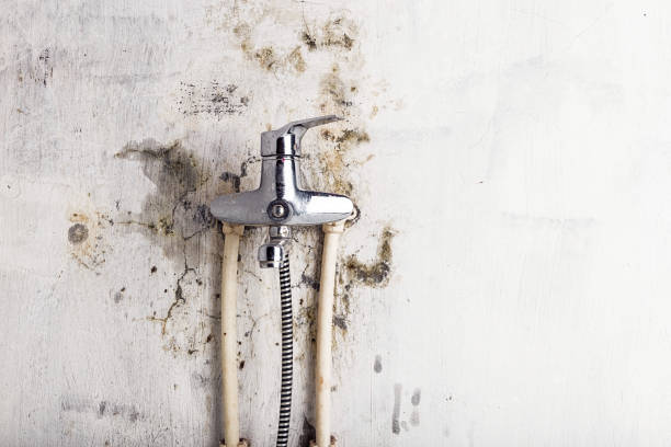 Best Water Damage Restoration  in Feather Sound, FL