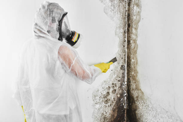 Professional Mold Removal in Feather Sound, FL