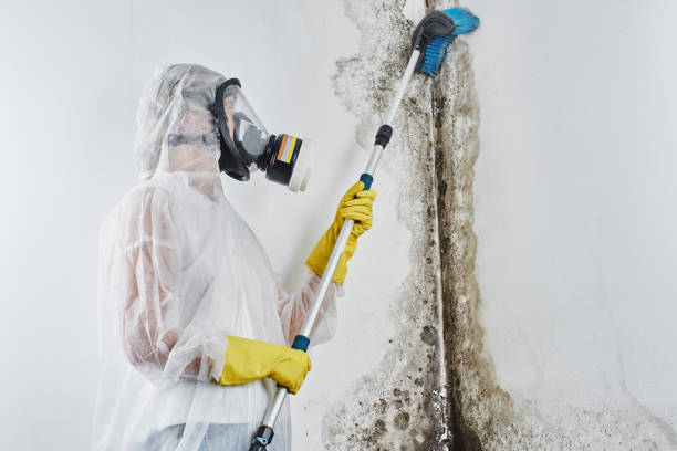 Best Mold Removal and Inspection  in Feather Sound, FL