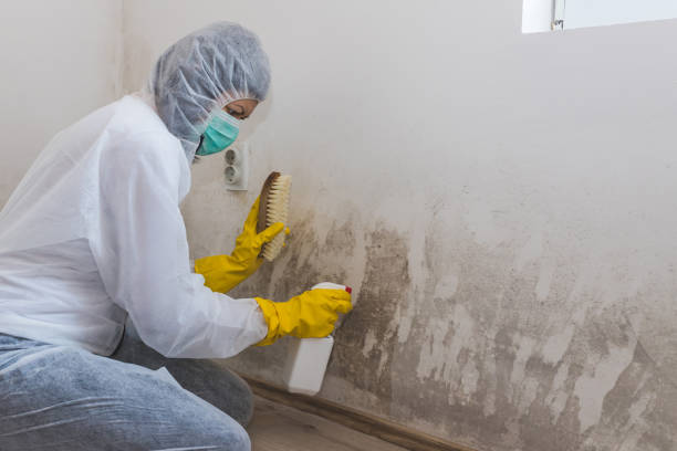Office Mold Removal Services in Feather Sound, FL