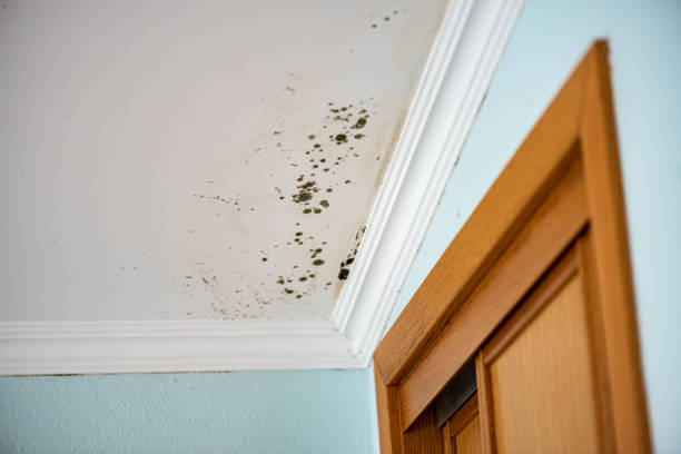 Best Residential Mold Removal  in Feather Sound, FL
