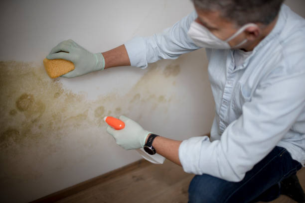 Best Emergency Mold Removal  in Feather Sound, FL