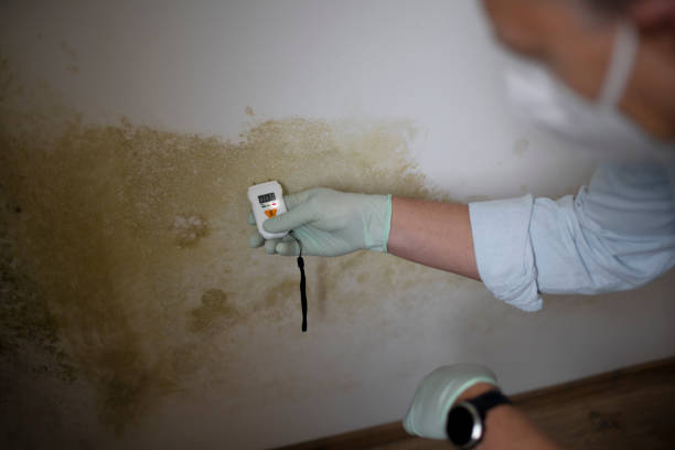 Certified Mold Removal in Feather Sound, FL