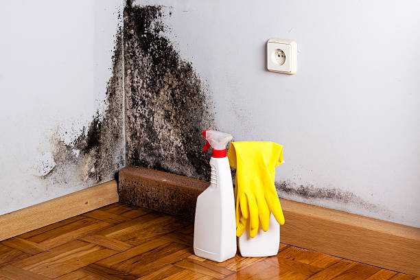 Best Mold Cleaning Services  in Feather Sound, FL
