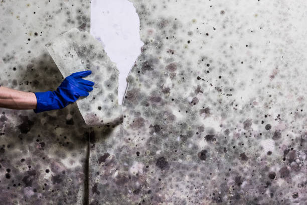 Best Attic Mold Removal  in Feather Sound, FL