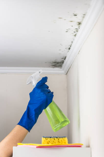 Best Local Mold Removal Service  in Feather Sound, FL
